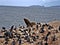 Tour of the Beagle channel