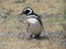 Tour in Coleta Valdes, sighting of magellanic penguins