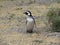 Tour in Coleta Valdes, sighting of magellanic penguins