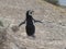 Tour in Coleta Valdes, sighting of magellanic penguins