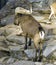 Tour of the Dagestan mountain goat a ruminant mammal of the massive cloven-hoofed bovids chersti