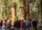 Tour Guide Discusses The General Sherman Tree In Sequoia