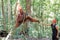 Tour guide Orangutan