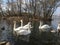 Tour to the Askania-Nova reserve-White swans and ducks in the pond