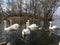 Tour to the Askania-Nova reserve-White swans and ducks in the pond