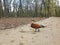 Tour to the Askania-Nova reserve-White swans and ducks in the pond