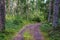 Tourism pathway in the summer green park