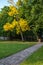 Tourism pathway in the summer green park