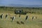 Tourist in 4 wheel drive vehicule watching Marabou Storks, Masai Mara Park in Kenya