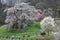 Tourist admiring a huge cherry tree in a foggy spring garden