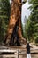 Tourist admiring sequoia redwood tree