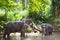 Tourist Asian elephants in captivity, chained, abused for tourist trap