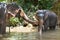 Tourist Asian elephants in captivity, chained, abused for tourist trap