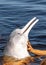 Tourist attraction feeding river dolphins and swimming with them