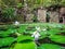 Tourist Attraction , Old pond with lotus in The famous temples at Thailand.