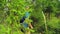 A tourist in a baseball cap with a backpack behind him walks through the forest.