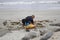 Tourist beachcombing at dusk