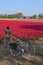 Tourist with a bike is looking at the traditional Dutch tulip field with rows of red, pink and