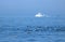 Tourist boat, guillemots, puffin, Farne Islands