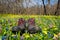 Tourist boots on flower meadow in spring forest