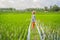 Tourist boy walks in a rice field. Traveling with children concept. Kids friendly place