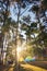 Tourist Camp Tent and Terrace Under Pine Trees Forest During Sunrise, Field Campground for Camping Vacation Adventure Outdoors and