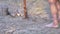 Tourist Chopping Wood Barefoot Outdoors in Pine Forest. Zoom. Close up