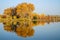 Tourist and Colorful Populus Water Reflection in autumn by River Tarim