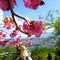 Tourist couple enjoying cherry blossoms in Japan. Japanese landscape. Mountain Fujiyama in the