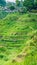 Tourist couple making photo from amazing tegalalang rice terrace cascades fields with beautiful coconut palm trees