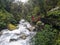 Tourist in deep New Zealand forest with wild river