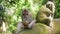 Tourist destination of Ubud in Bali. A monkey in the monkey forest in Ubud eats a coconut sitting next to a sculpture