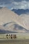 Tourist doing camel ridesin Hunder dunes of Nubra Valley