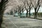 tourist driving cars through Sakura trees which are full bloom