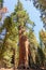 Tourist dwarfed by Giant Sequoia in the Sherman Grove