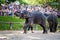 Tourist enjoying the elephant shows at Mae Sa Elephant Camp in Chiang Mai, Thailand