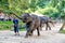 Tourist enjoying the elephant shows at Mae Sa Elephant Camp in Chiang Mai, Thailand