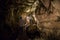 Tourist explores the Ngarua Cave in South island of New Zealand.