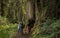 Tourist Exploring California Coastal Redwoods Forest