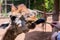 Tourist feeding giraffe