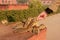 Tourist feeding Indian palm squirrels in Agra Fort, Uttar Pradesh, India