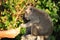 Tourist feeding a monkey