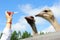 Tourist feeding an ostrich