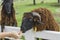 tourist feeding sheep with carot.