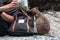 Tourist feeding small cute quokka on Rottnest Island in Western Australia