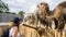 Tourist girl petting and feeding the camels at the zoo