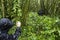 Tourist and gorilla in Volcanoes National Park, Virunga, Rwanda