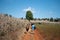 A tourist group hike on a dirt road by chili fields in Myanmar