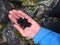 Tourist hand holding bunch of berries photo. Black currant picking by tourist hand. Closeup hand and fresh berries