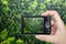 Tourist hand taking photograph of beautiful green forest